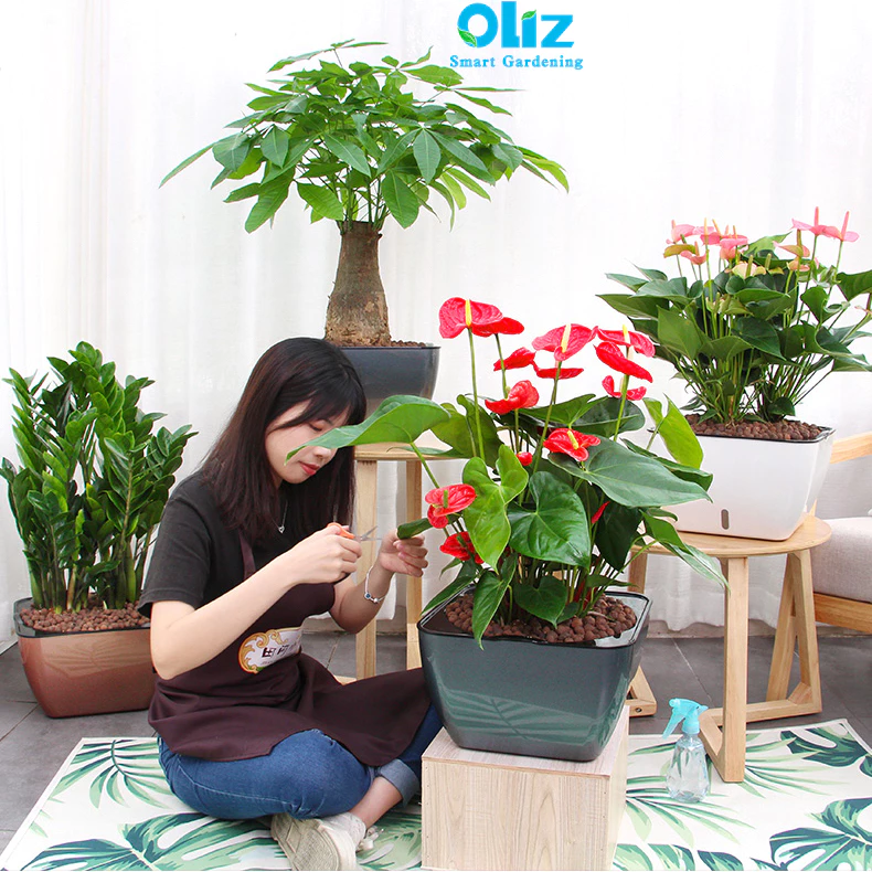 Trang trí nhà cửa chuẩn bị cho ngày tết bằng những chậu cảnh đẹp Trang trí nhà cửa chuẩn bị cho ngày tết bằng những chậu cảnh đẹp