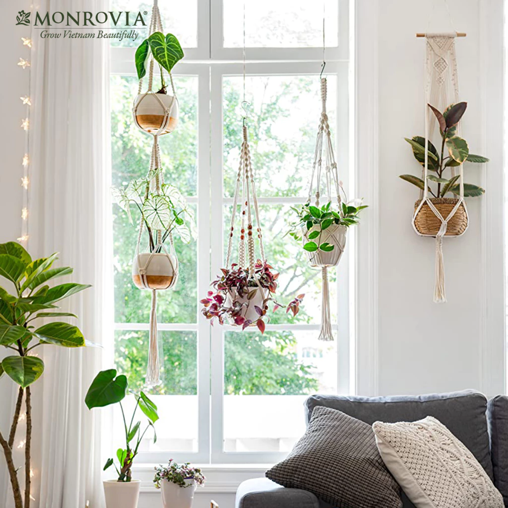 Các mẫu chậu cảnh đẹp biến cửa sổ thành thiên đường lý tưởng Các mẫu chậu cảnh đẹp biến cửa sổ thành thiên đường lý tưởng