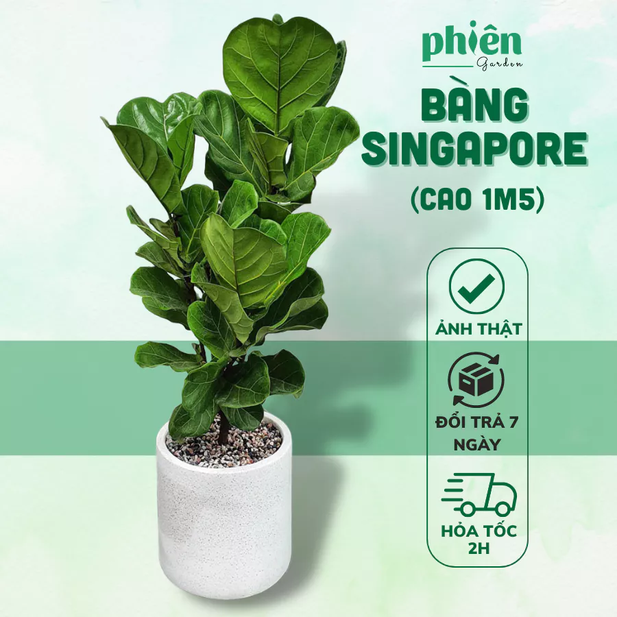 cây bàng singapore có khả năng thanh lọc không khí tuyệt vời cây bàng singapore có khả năng thanh lọc không khí tuyệt vời
