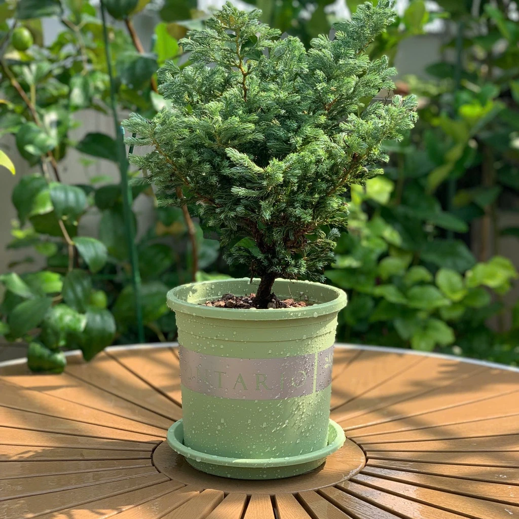 Chậu cảnh nhựa đẹp, thiết kế tinh tế, giúp không gian sống của bạn thêm phần sang trọng và xanh mát. Chậu cảnh nhựa đẹp, thiết kế tinh tế, giúp không gian sống của bạn thêm phần sang trọng và xanh mát.