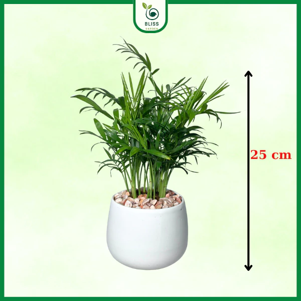 Cây cau tiểu trâm mang lại sự thịnh vượng, bình an và may mắn cho gia chủ Cây cau tiểu trâm mang lại sự thịnh vượng, bình an và may mắn cho gia chủ