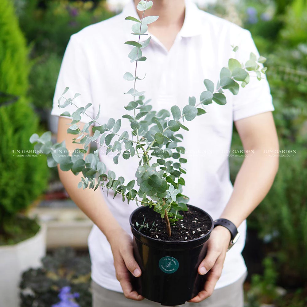 Cây đô la giúp thu hút tài lộc và may mắn cho gia đình và văn phòng Cây đô la giúp thu hút tài lộc và may mắn cho gia đình và văn phòng