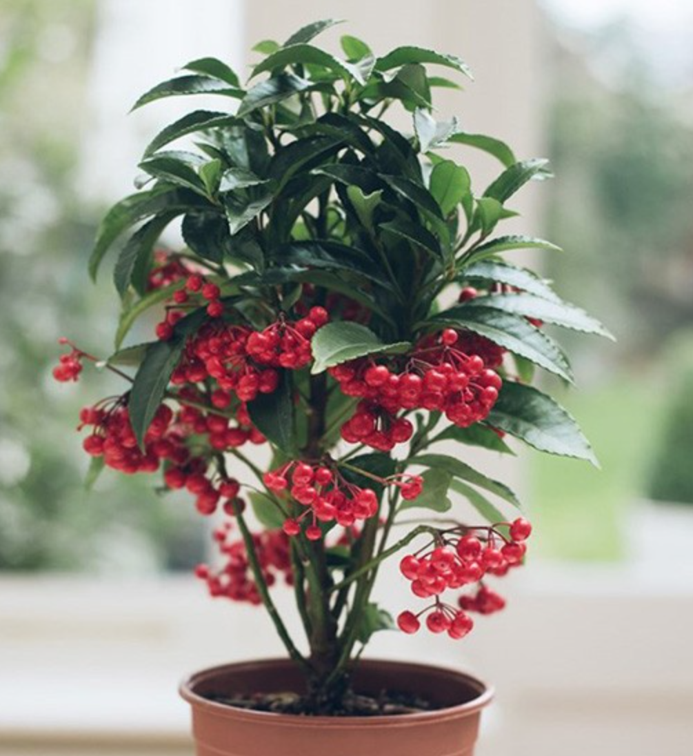 trưng bày cây kim ngân lượng trong nhà giúp thu hút tài lộc, may mắn và hạnh phúc. trưng bày cây kim ngân lượng trong nhà giúp thu hút tài lộc, may mắn và hạnh phúc.