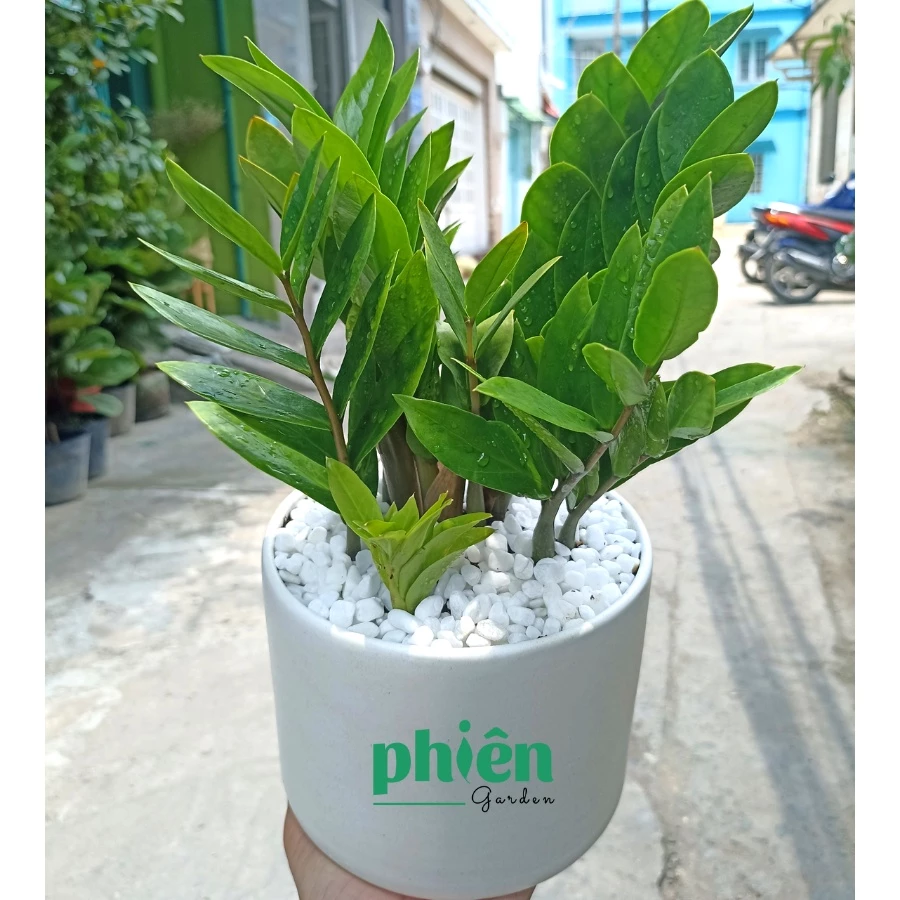 Chậu cây cảnh đẹp Kim Tiền – lựa chọn hoàn hảo cho người tuổi Tý hút tài lộc. Cây Kim Phát Tài được coi là mang lại may mắn, giúp thu hút tài lộc cho gia chủ.