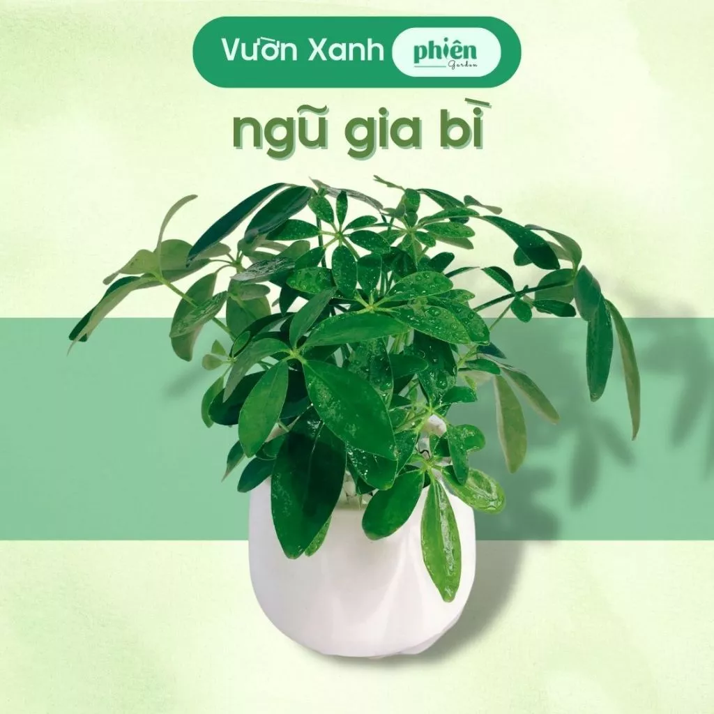 Cây Ngũ gia bì có mùi hương xạ tự nhiên, giúp đuổi côn trùng hiệu quả Cây Ngũ gia bì có mùi hương xạ tự nhiên, giúp đuổi côn trùng hiệu quả