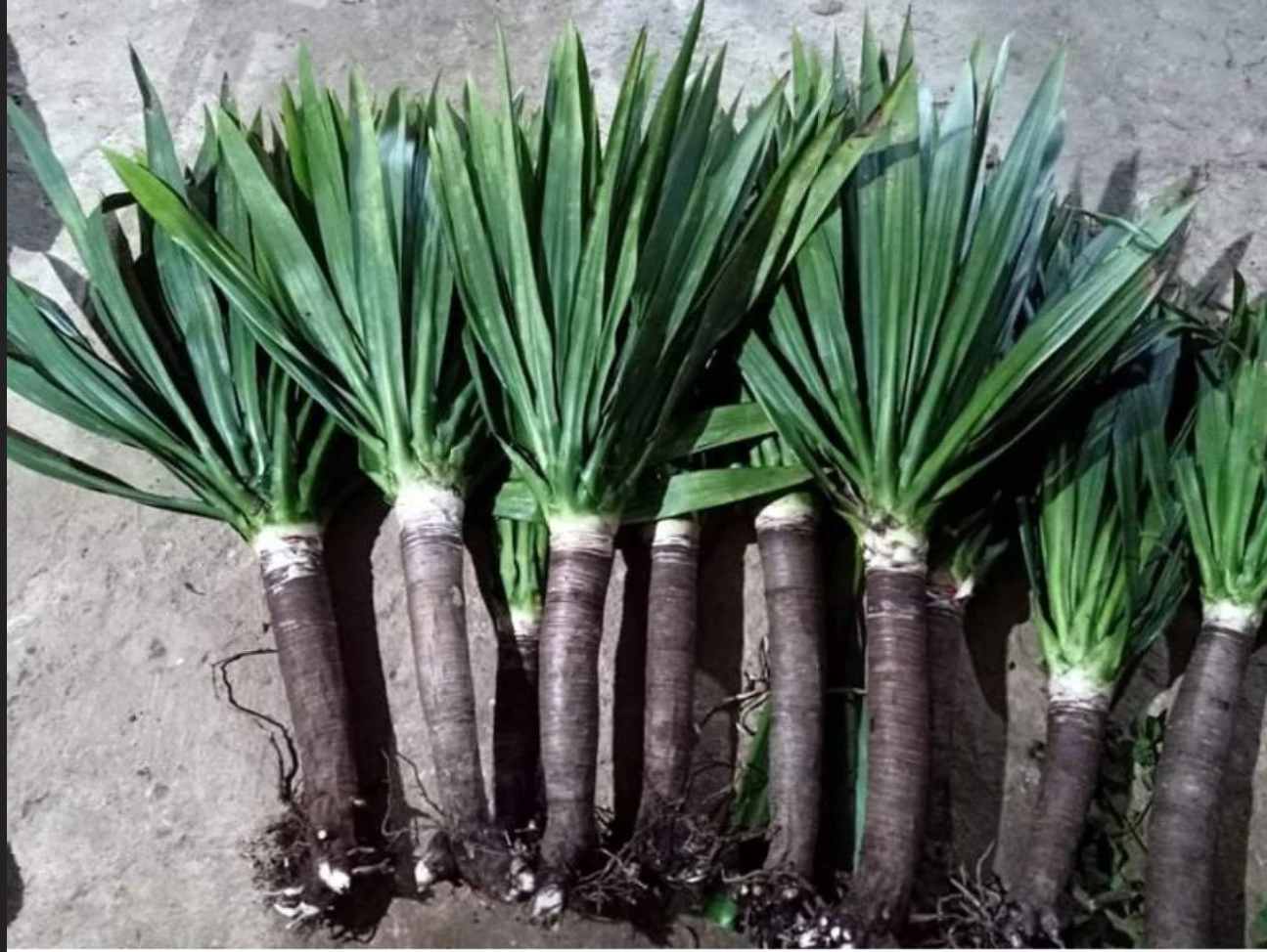 cây phát tài núi không chỉ là một vật trang trí đẹp mắt mà còn là một yếu tố phong thủy mạnh mẽ cây phát tài núi không chỉ là một vật trang trí đẹp mắt mà còn là một yếu tố phong thủy mạnh mẽ