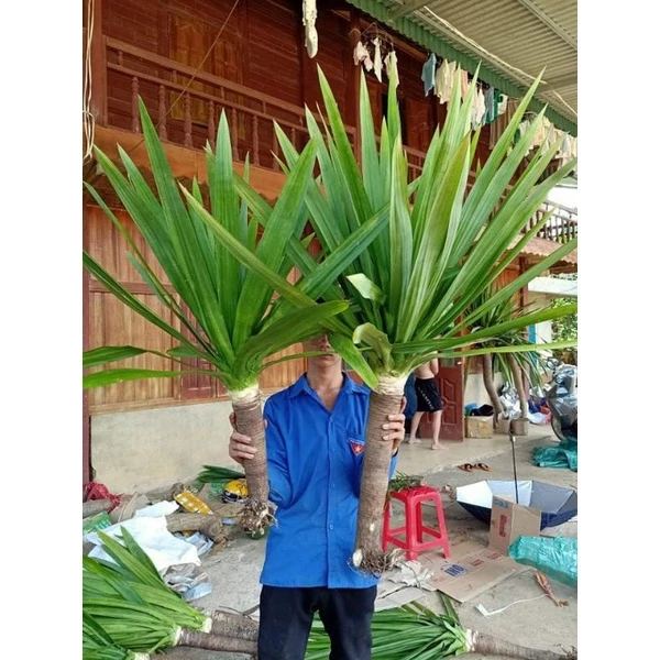 Cây phát tài núi giúp Tăng vượng khí, Kích hoạt tài vận và Mang lại may mắn Cây phát tài núi giúp Tăng vượng khí, Kích hoạt tài vận và Mang lại may mắn