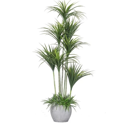 Cây phát tài núi giả vẫn mang trong mình biểu tượng của sự phát triển, tài lộc và may mắn Cây phát tài núi giả vẫn mang trong mình biểu tượng của sự phát triển, tài lộc và may mắn