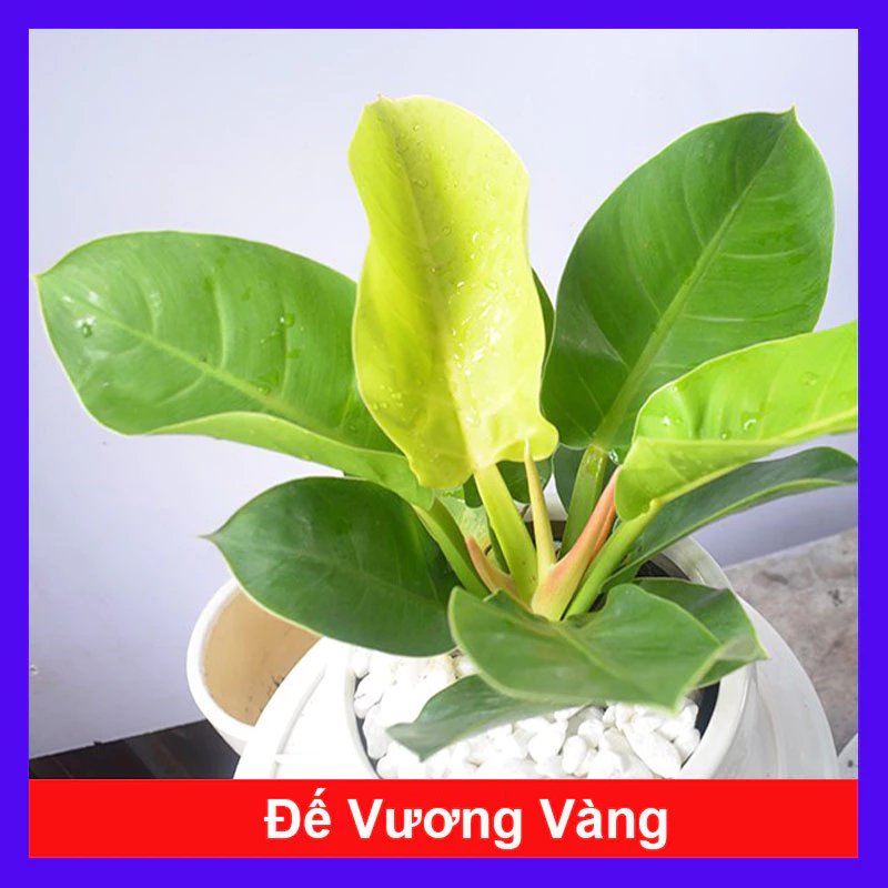 cây Trầu Bà Vàng giúp mang lại thịnh vượng, tài lộc, và may mắn cây Trầu Bà Vàng giúp mang lại thịnh vượng, tài lộc, và may mắn