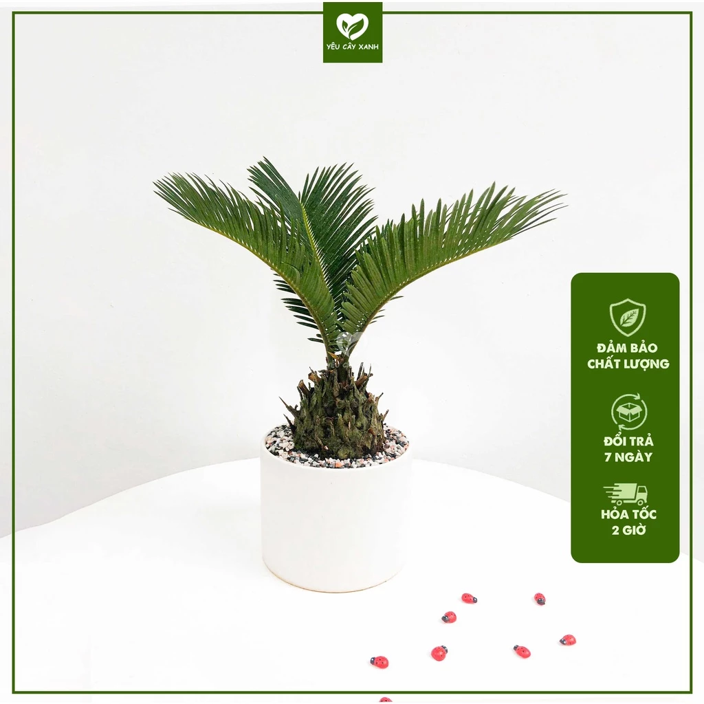 cây vạn tuế giúp cân bằng âm dương, xua đuổi tà khí, mang lại sự bình an, may mắn và tài lộc cây vạn tuế giúp cân bằng âm dương, xua đuổi tà khí, mang lại sự bình an, may mắn và tài lộc