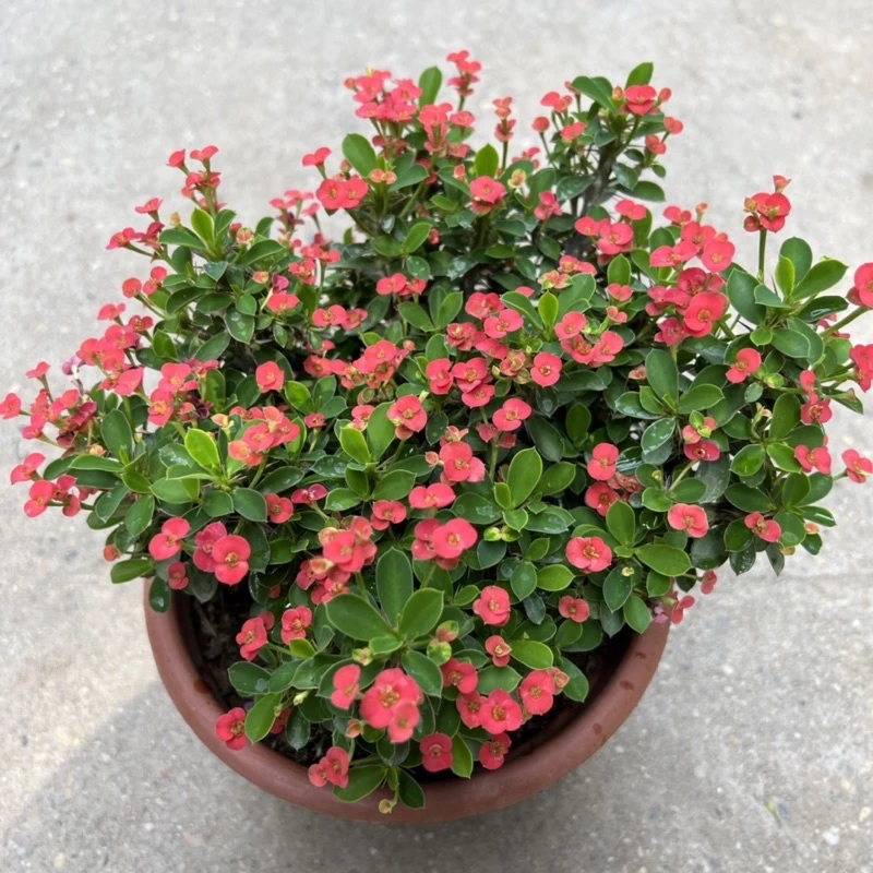 cây xương rồng bát tiên có khả năng thu hút năng lượng tích cực, tài lộc và hóa giải sát khí cây xương rồng bát tiên có khả năng thu hút năng lượng tích cực, tài lộc và hóa giải sát khí