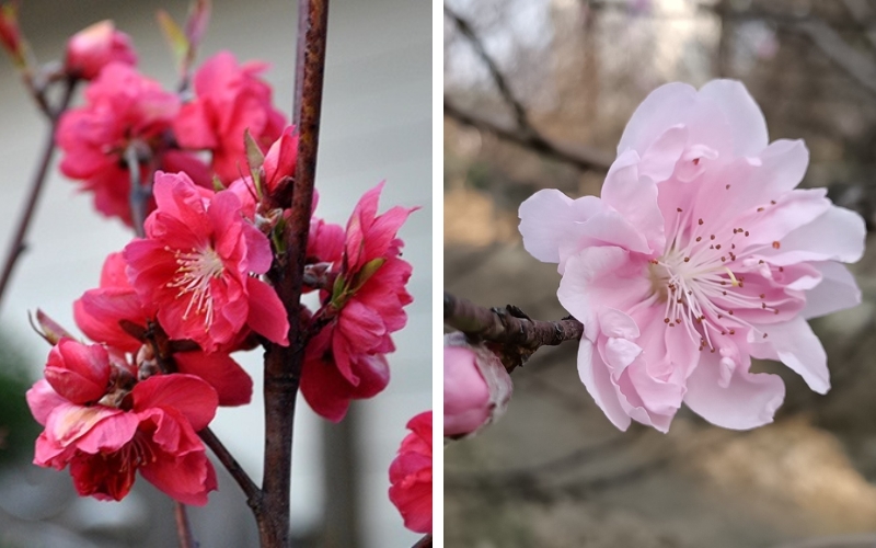 Nên lựa chọn màu hoa đào phù hợp với không gian nhà bạn Nên lựa chọn màu hoa đào phù hợp với không gian nhà bạn