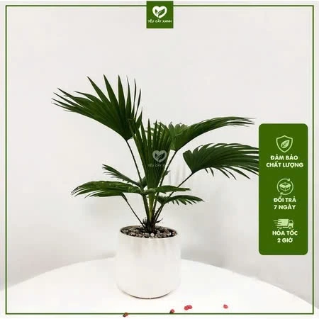 Chậu cảnh đẹp chất liệu bằng sứ màu trắng sang trọng, được nhiều người yêu thích Chậu cảnh đẹp chất liệu bằng sứ màu trắng sang trọng, được nhiều người yêu thích