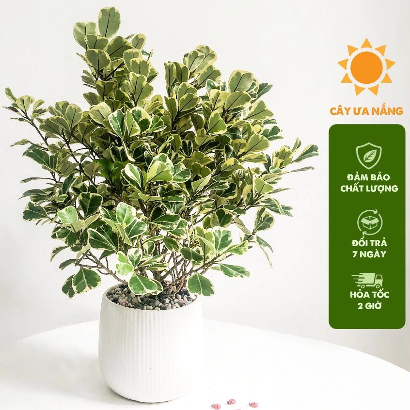 Chậu cảnh đẹp trồng cây Đa Tam Phúc giúp thu hút phước báu ngày xuân Chậu cảnh đẹp trồng cây Đa Tam Phúc giúp thu hút phước báu ngày xuân