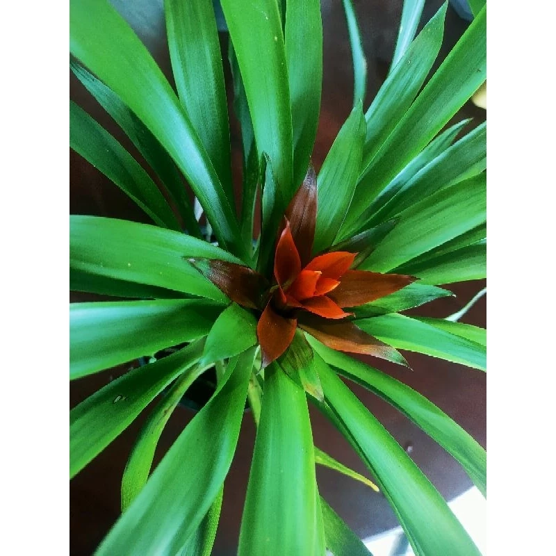 Chậu cây cảnh đẹp không chỉ để trang trí mà còn là điểm nhấn phong thủy, hỗ trợ công việc và tài chính hanh thông. Chậu cây cảnh đẹp không chỉ để trang trí mà còn là điểm nhấn phong thủy, hỗ trợ công việc và tài chính hanh thông.