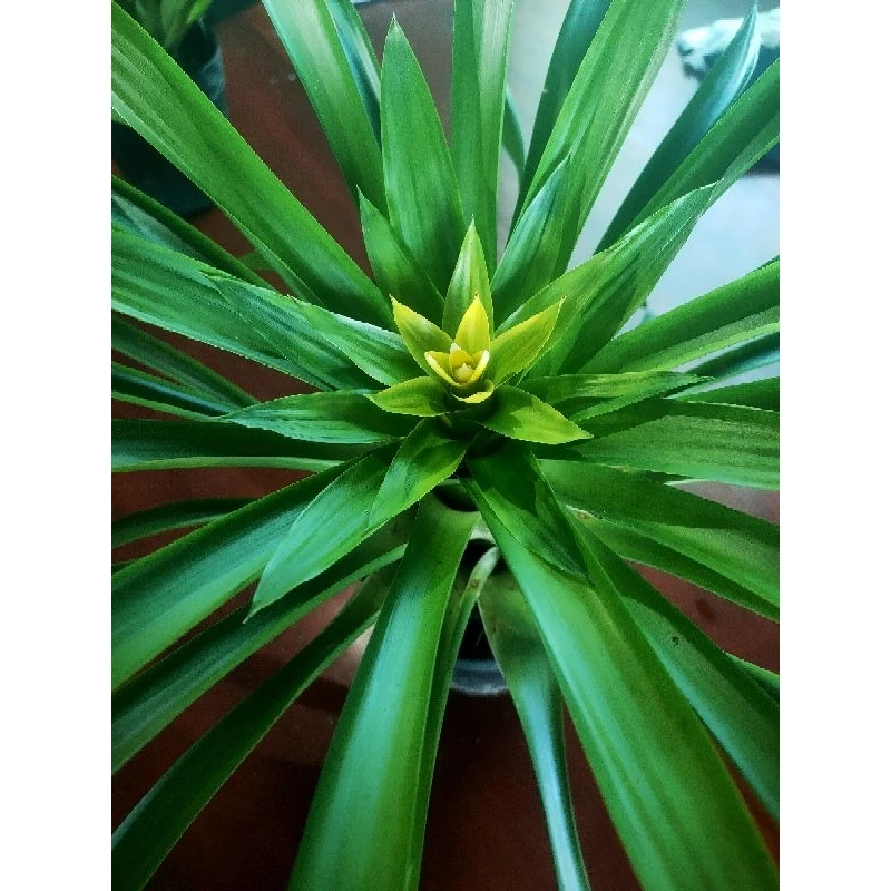 Biến góc nhà trở nên ấn tượng hơn với chậu cây cảnh đẹp, vừa xanh mát không gian vừa thể hiện gu thẩm mỹ tinh tế của gia chủ. Biến góc nhà trở nên ấn tượng hơn với chậu cây cảnh đẹp, vừa xanh mát không gian vừa thể hiện gu thẩm mỹ tinh tế của gia chủ.