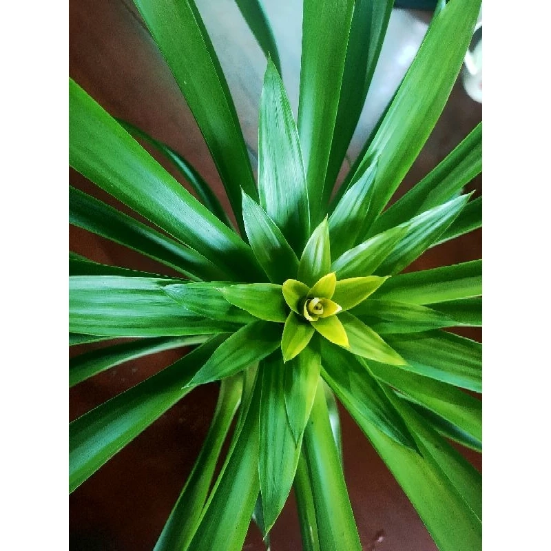 Chọn chậu cây cảnh đẹp hợp tuổi, hợp mệnh giúp thu hút tài lộc, may mắn và mang lại cảm giác an yên mỗi ngày. Chọn chậu cây cảnh đẹp hợp tuổi, hợp mệnh giúp thu hút tài lộc, may mắn và mang lại cảm giác an yên mỗi ngày.