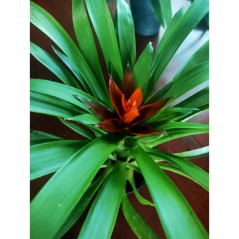 Một chậu cây cảnh đẹp đặt đúng vị trí có thể thay đổi hoàn toàn không khí và năng lượng trong ngôi nhà của bạn. Một chậu cây cảnh đẹp đặt đúng vị trí có thể thay đổi hoàn toàn không khí và năng lượng trong ngôi nhà của bạn.