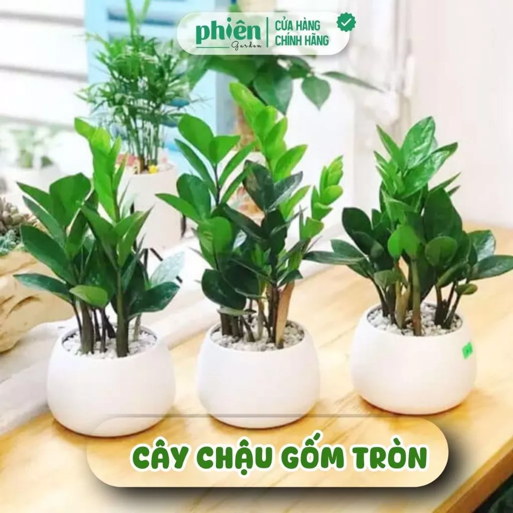 Một chậu cây cảnh đẹp trong nhà giúp cân bằng năng lượng, thu hút vận may cho cả gia đình. Một chậu cây cảnh đẹp trong nhà giúp cân bằng năng lượng, thu hút vận may cho cả gia đình.