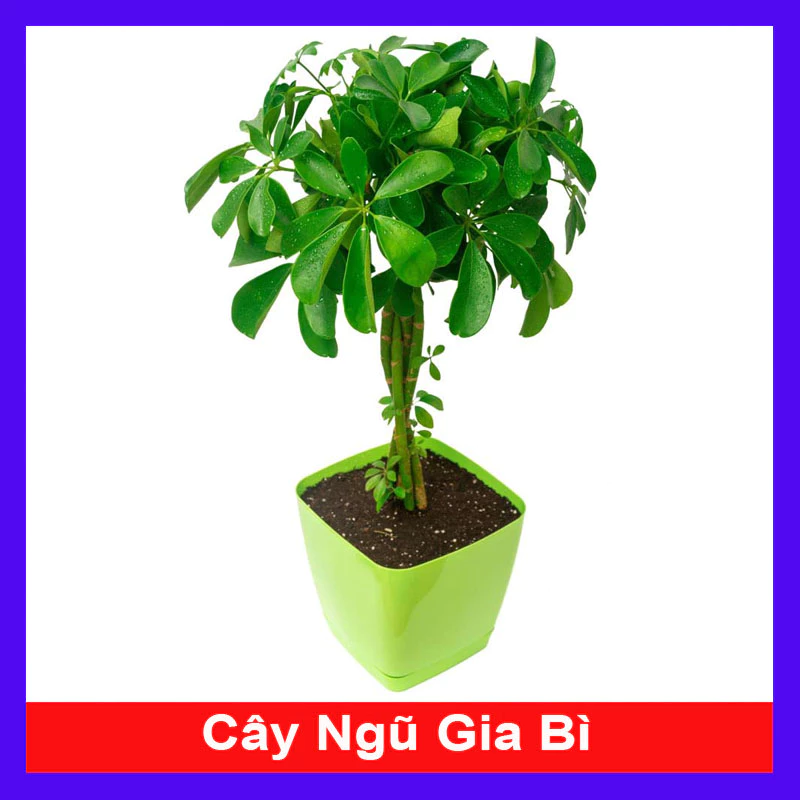 chậu cây cảnh lý tưởng trong việc loại trừ một số chất độc hại chậu cây cảnh lý tưởng trong việc loại trừ một số chất độc hại
