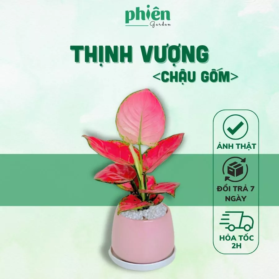 Mua chậu cảnh trồng cây thịnh vượng hợp phong thủy giúp bạn có thêm năng lượng Mua chậu cảnh trồng cây thịnh vượng hợp phong thủy giúp bạn có thêm năng lượng