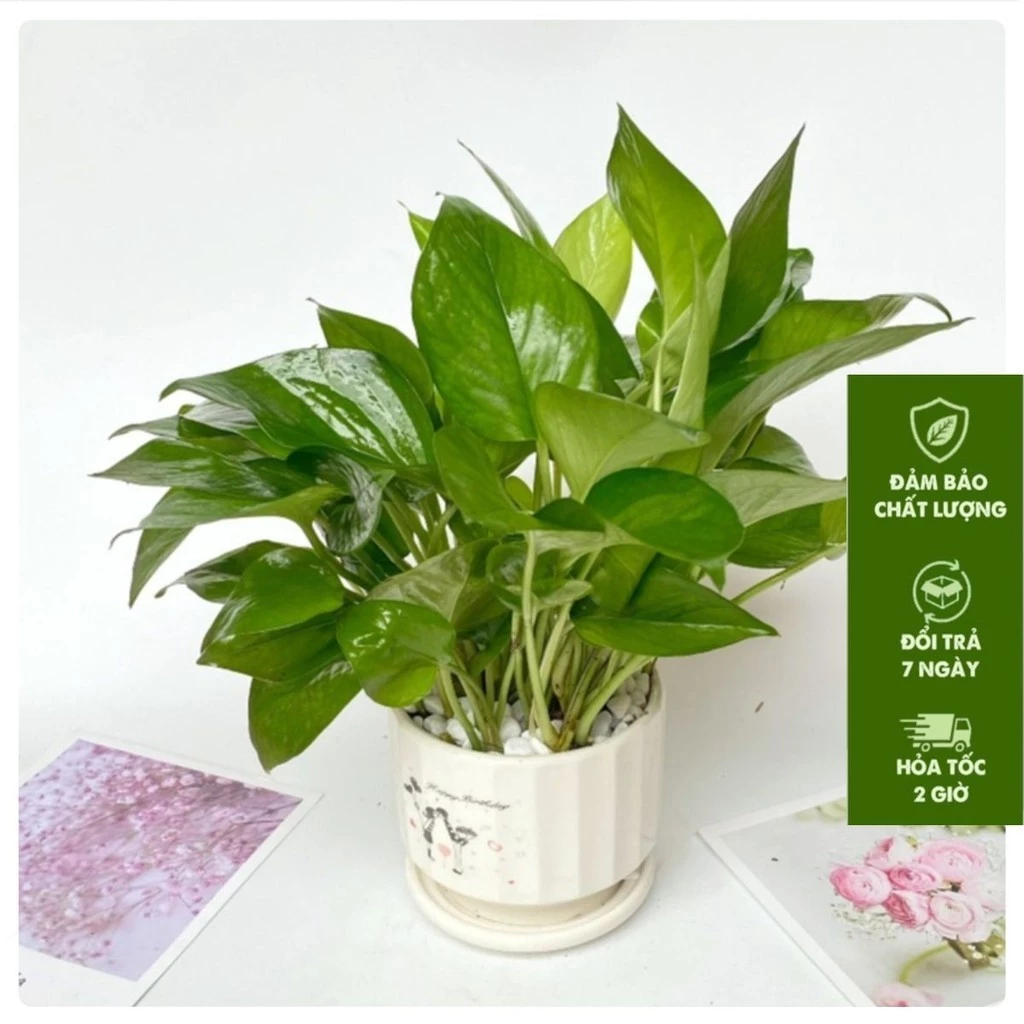 Chậu cây cảnh đẹp vạn niên thanh có thể cải thiện không khí nhà ở và mang đến cho gia chủ may mắn, thành đạt và bình an Chậu cây cảnh đẹp vạn niên thanh có thể cải thiện không khí nhà ở và mang đến cho gia chủ may mắn, thành đạt và bình an