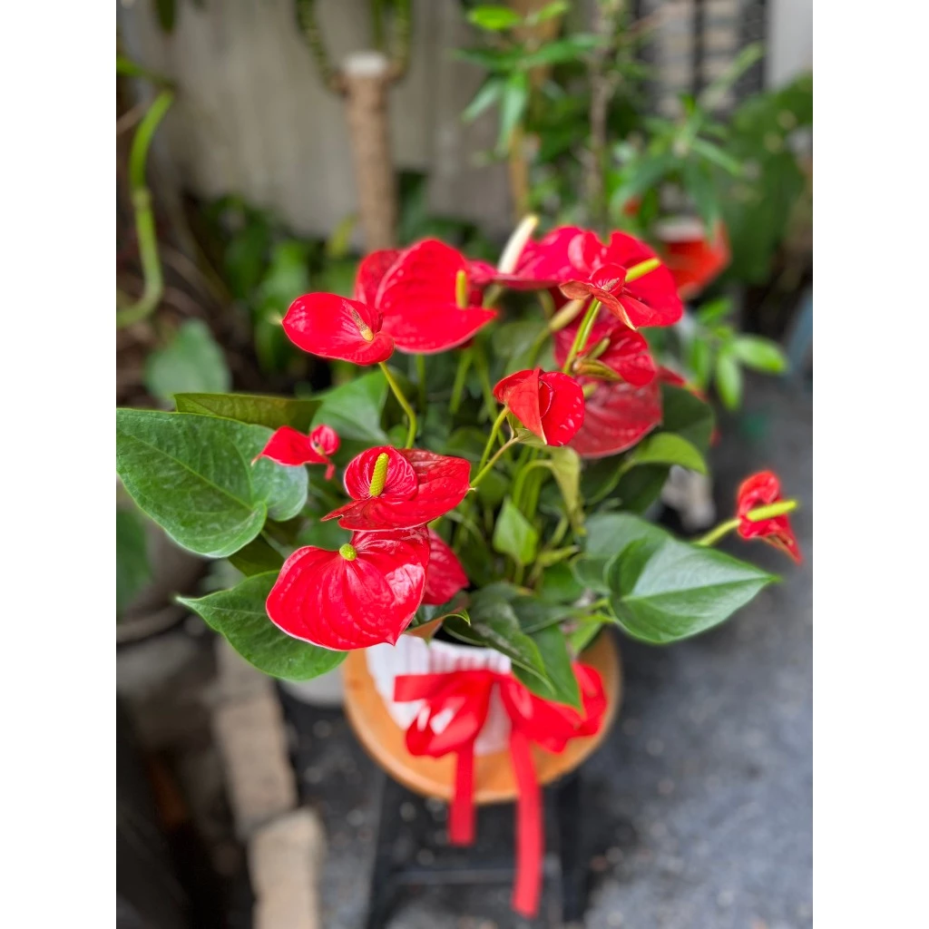 Những bậc thềm xinh xắn được trang trí với chậu cảnh đẹp Những bậc thềm xinh xắn được trang trí với chậu cảnh đẹp