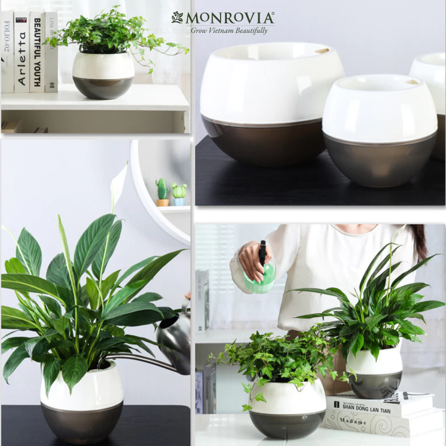 Chậu cảnh đẹp góc nhà giúp khơi nguồn cảm hứng của mọi người. Chậu cảnh đẹp góc nhà giúp khơi nguồn cảm hứng của mọi người.