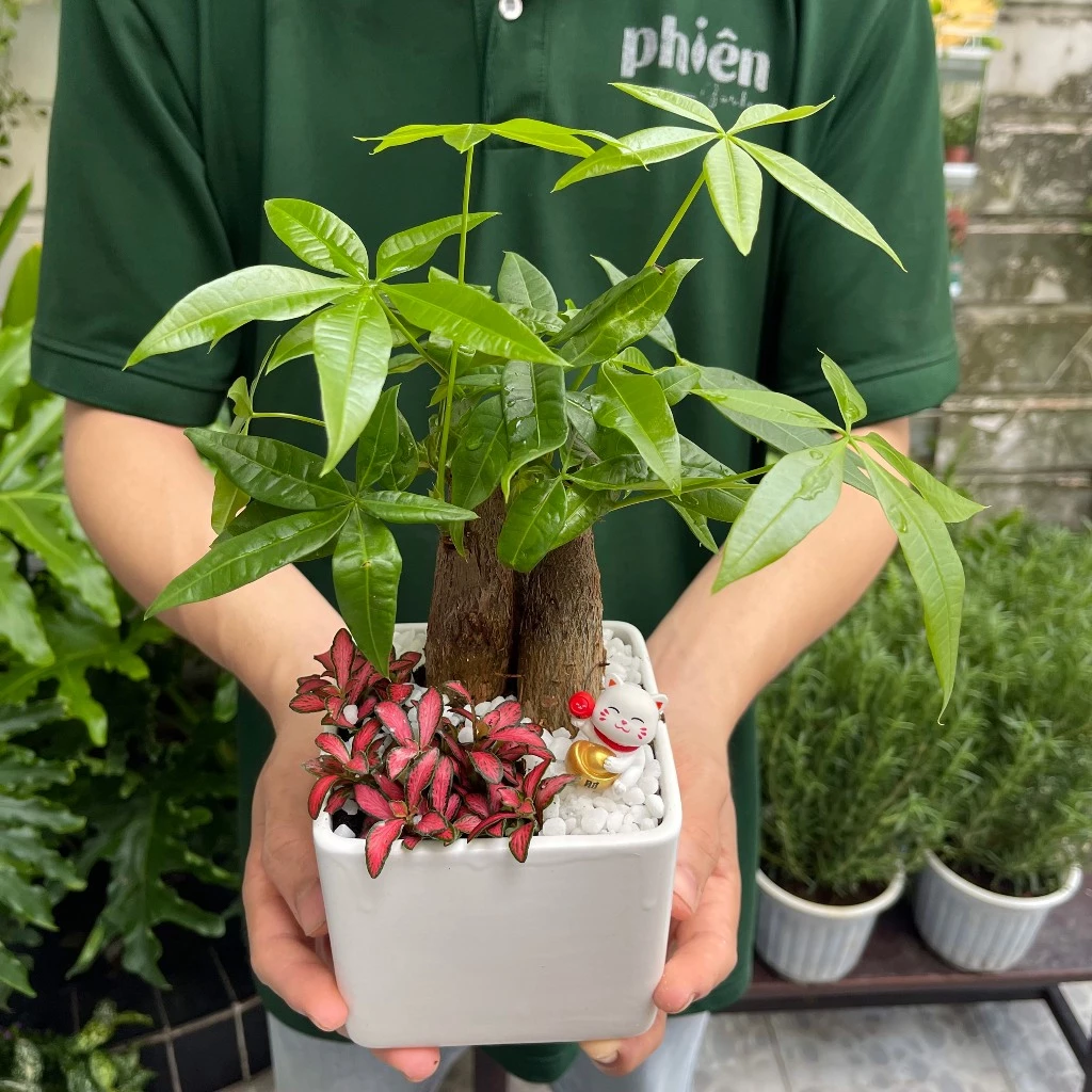 Đây là ví dụ về mẫu cây kim ngân phối cùng cây cẩm nhung- lá may mắn, giúp thu hút tài lộc Đây là ví dụ về mẫu cây kim ngân phối cùng cây cẩm nhung- lá may mắn, giúp thu hút tài lộc