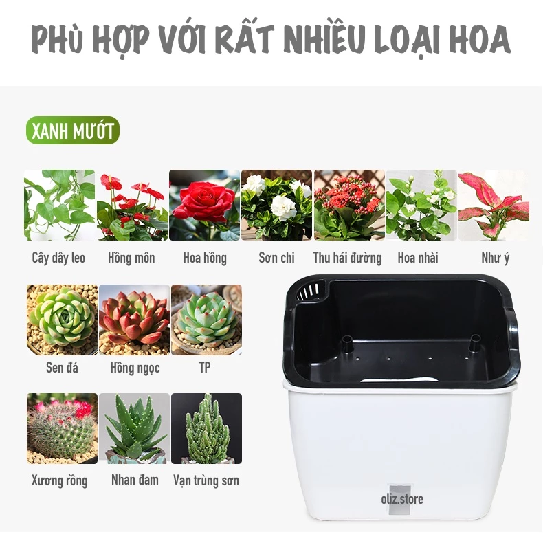 Chọn chậu cảnh đẹp sen đá để làm đẹp cho không gian sống của bạn. Chọn chậu cảnh đẹp sen đá để làm đẹp cho không gian sống của bạn.