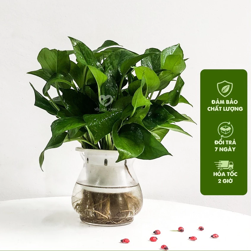 Chậu cảnh đẹp cây vạn niên thanh- thủy sinh, giúp căn phòng thêm sinh động Chậu cảnh đẹp cây vạn niên thanh- thủy sinh, giúp căn phòng thêm sinh động