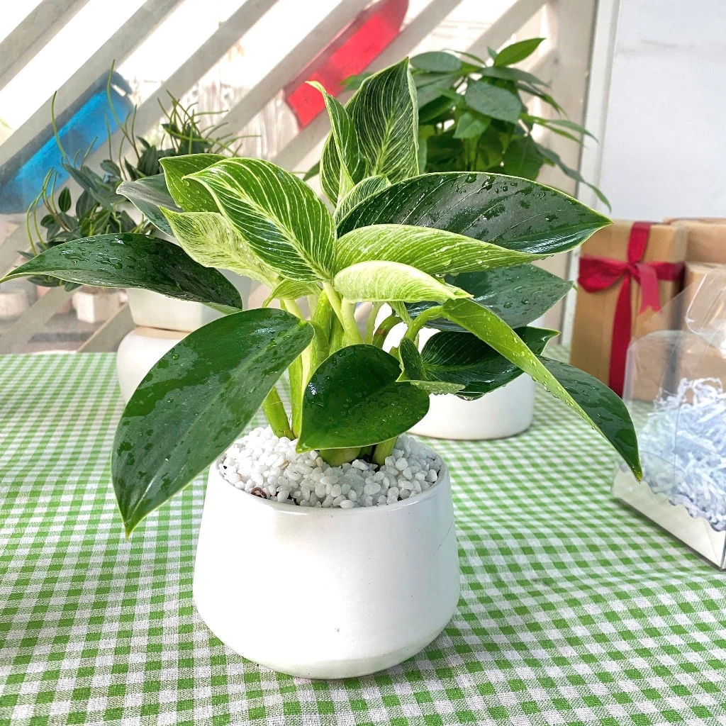 Mang chậu cảnh đẹp Trầu và đế vương giúp thanh lọc không khí, trừ tà Mang chậu cảnh đẹp Trầu và đế vương giúp thanh lọc không khí, trừ tà