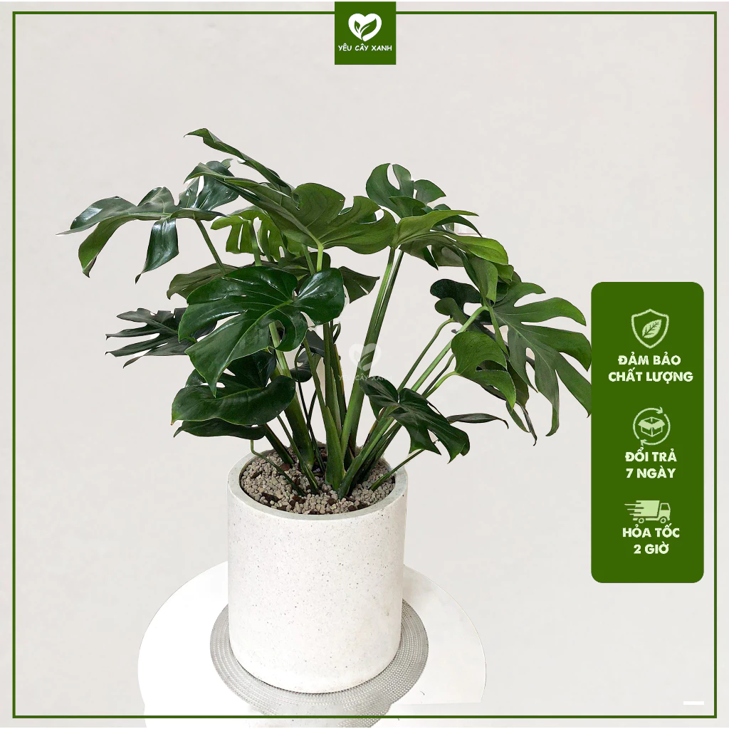 Chậu cảnh đẹp cây Trầu bà Nam Mỹ giúp thanh lọc không khí giúp không gian thông thoáng Chậu cảnh đẹp cây Trầu bà Nam Mỹ giúp thanh lọc không khí giúp không gian thông thoáng