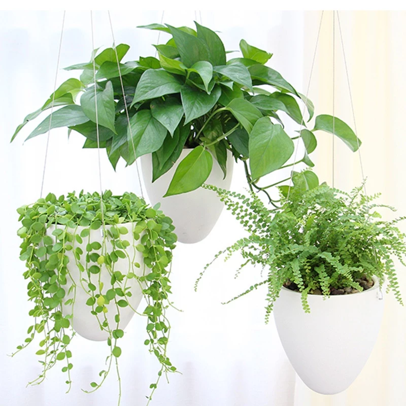 Chậu cảnh đẹp cho những vườn cây treo Chậu cảnh đẹp cho những vườn cây treo