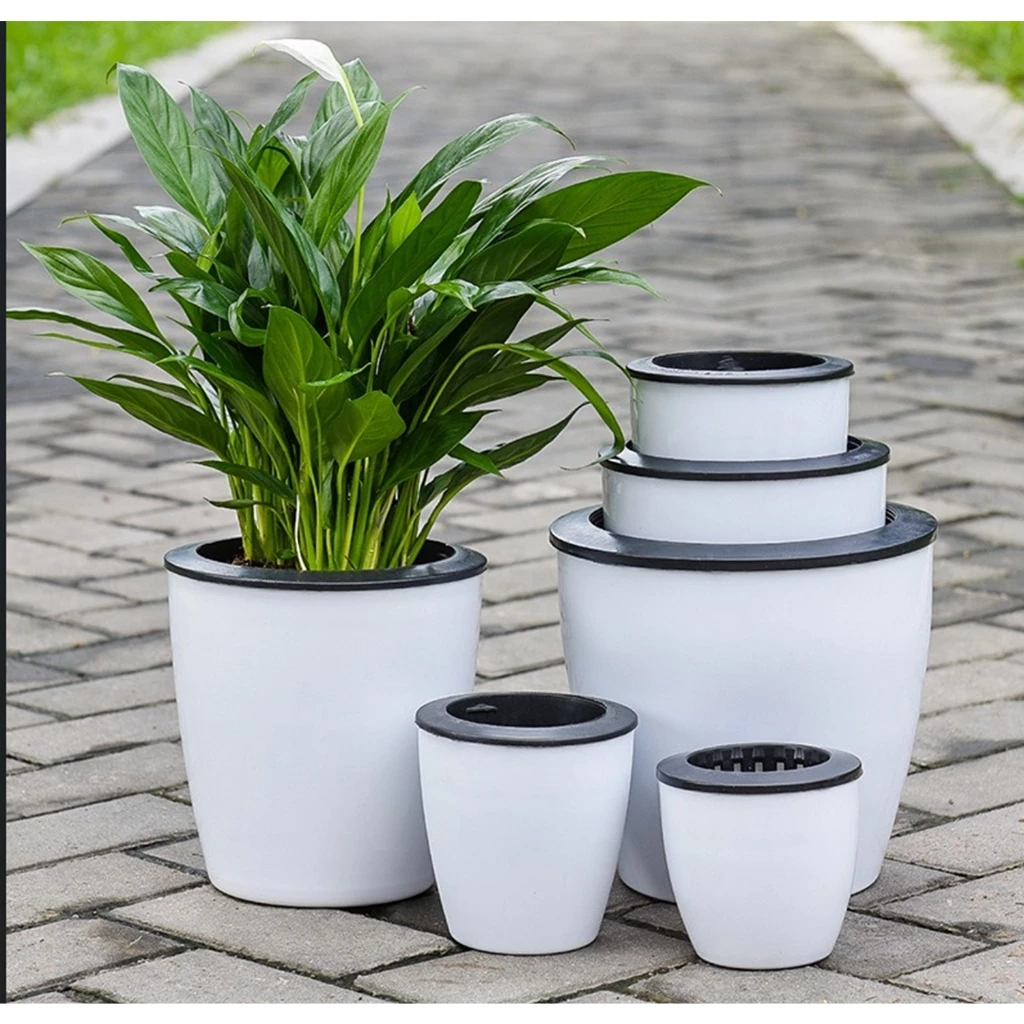 Mẫu chậu cảnh nhựa phù hợp để trồng cây đồng tiền Mẫu chậu cảnh nhựa phù hợp để trồng cây đồng tiền