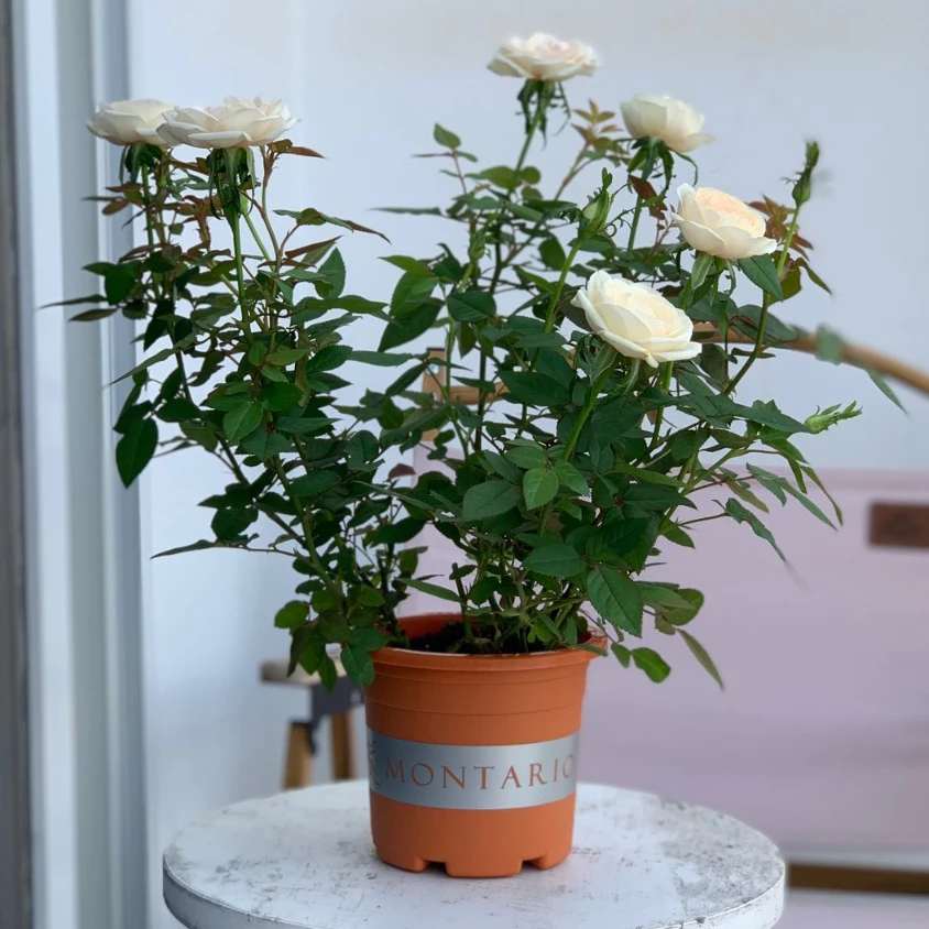 Chậu cây cảnh đẹp trồngHoa hồng mang vượng khí vào nhà Chậu cây cảnh đẹp trồngHoa hồng mang vượng khí vào nhà