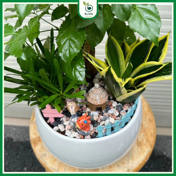 Đây là ví dụ về việc phối Cây Hạnh Phúc (cây chủ đạo) và các cây chen như lưỡi hổ, tùng vạn niên mang tài lộc và may mắn. Bạn có thể phối trong các chậu cảnh lớn hơn Đây là ví dụ về việc phối Cây Hạnh Phúc (cây chủ đạo) và các cây chen như lưỡi hổ, tùng vạn niên mang tài lộc và may mắn. Bạn có thể phối trong các chậu cảnh lớn hơn