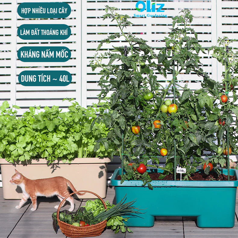 Tận hưởng mùa hè với chậu cảnh đẹp Tận hưởng mùa hè với chậu cảnh đẹp