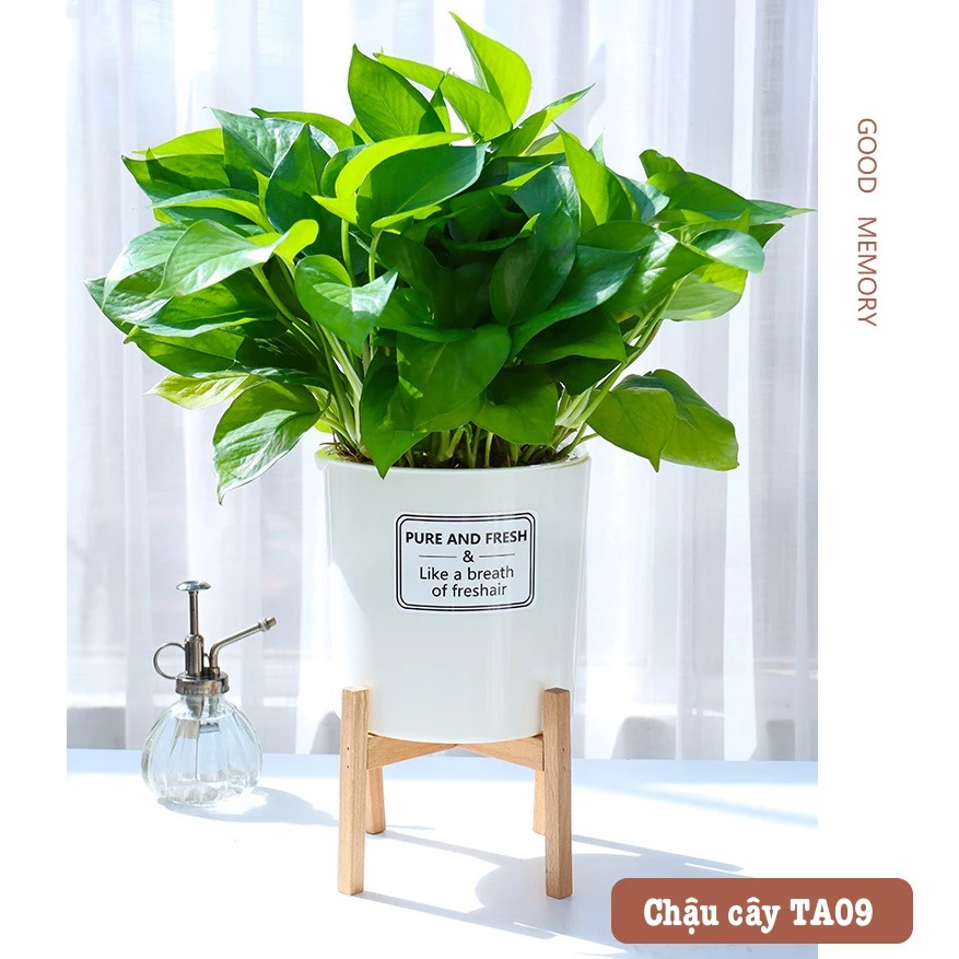 Hãy mua chậu cảnh đẹp tự tưới giúp cho cây luôn đủ nước Hãy mua chậu cảnh đẹp tự tưới giúp cho cây luôn đủ nước