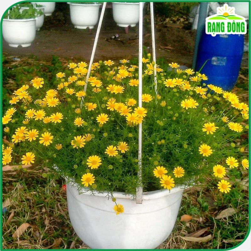 Những bông hoa cúc sao băng nhỏ xinh tựa như những vì sao lấp lánh. Những bông hoa cúc sao băng nhỏ xinh tựa như những vì sao lấp lánh.