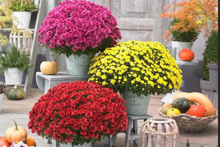 Những chậu cúc lớn thường được trưng ngoài cửa ra vào ngày tết Những chậu cúc lớn thường được trưng ngoài cửa ra vào ngày tết