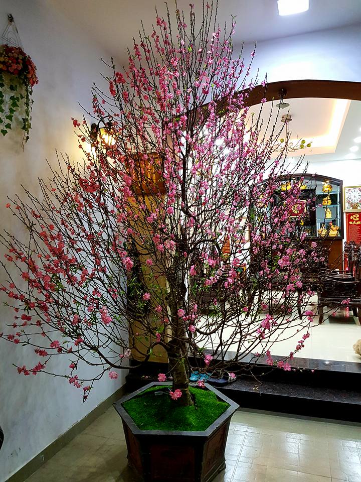 Chậu hoa đào đẹp trước tiên dáng cây phải cân đối, vững chắc Chậu hoa đào đẹp trước tiên dáng cây phải cân đối, vững chắc