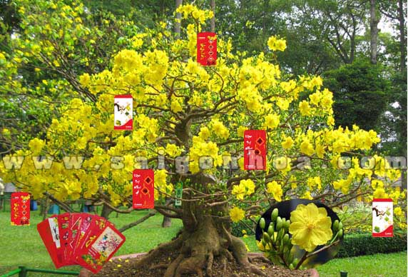 Chậu cảnh mai vàng ngày tết rộn ràng Chậu cảnh mai vàng ngày tết rộn ràng