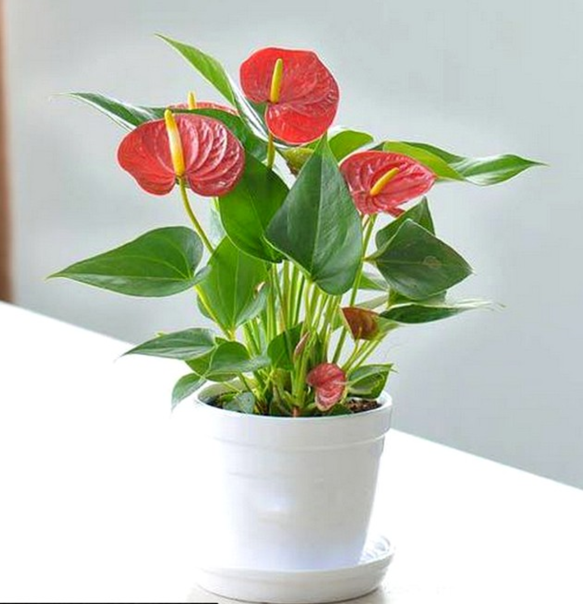 Bạn có thể dùng mẫu chậu cảnh nhỏ xinh này để trồng cây hồng môn để bàn làm việc giúp thu hút tài lộc Bạn có thể dùng mẫu chậu cảnh nhỏ xinh này để trồng cây hồng môn để bàn làm việc giúp thu hút tài lộc