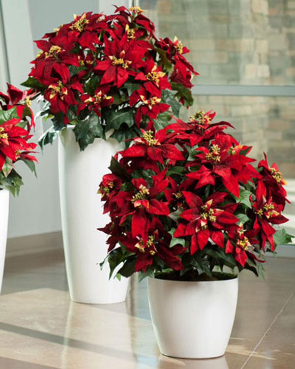 Chậu cảnh trạng nguyên khiến không gian thêm rực rỡ Chậu cảnh trạng nguyên khiến không gian thêm rực rỡ