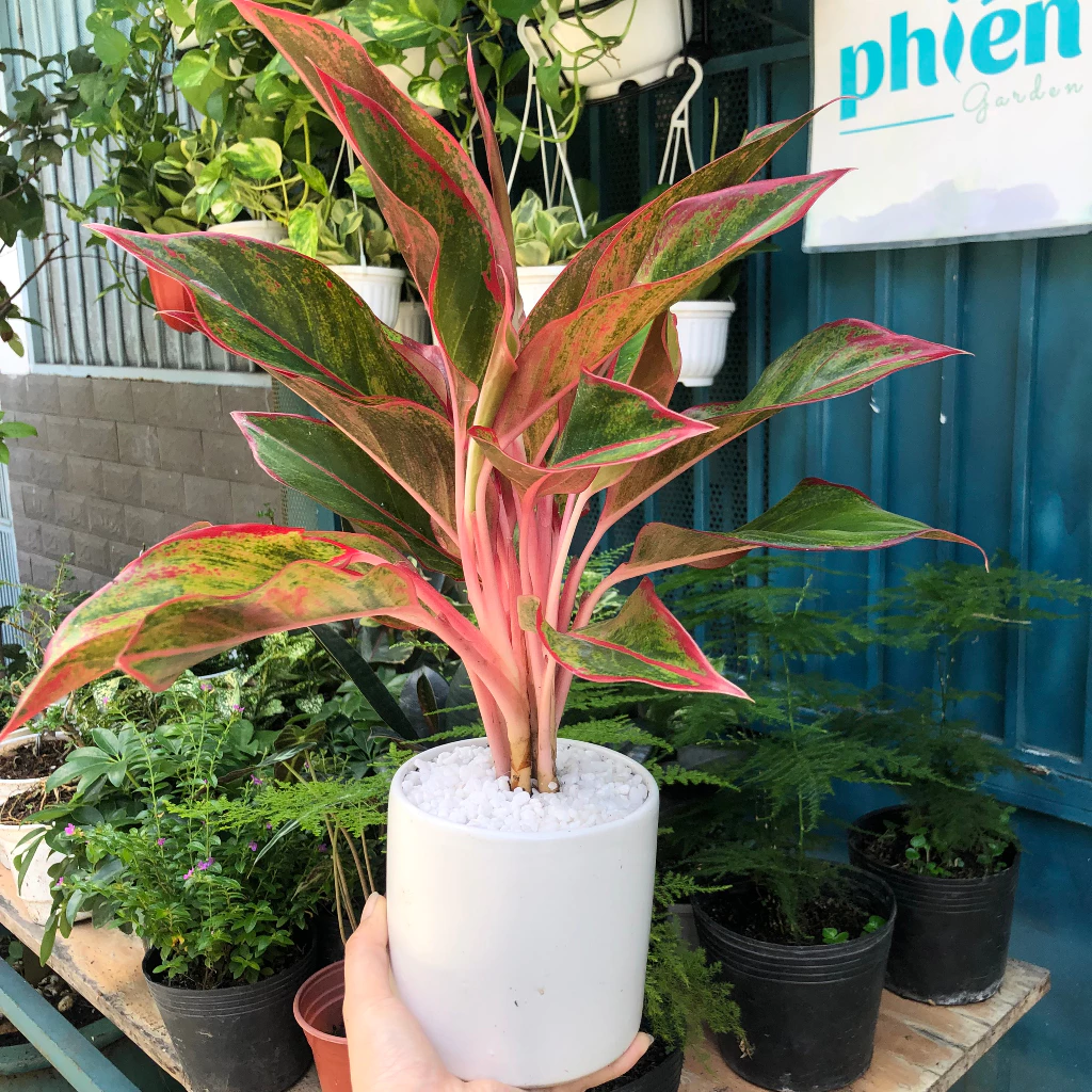 Chậu cảnh đẹp phong thủy cây phú quí cũng được dân văn phòng yêu thích Chậu cảnh đẹp phong thủy cây phú quí cũng được dân văn phòng yêu thích