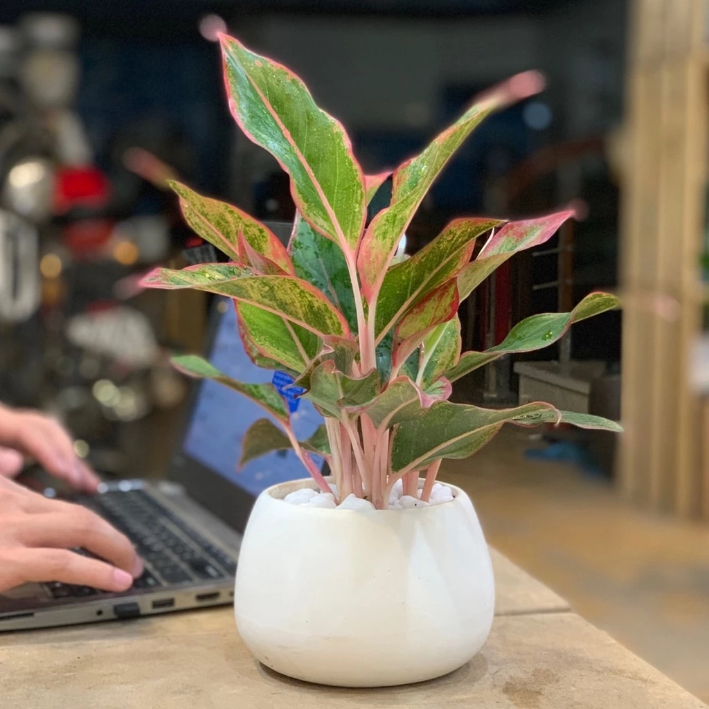 chậu cảnh trang trí cây phú quí giúp phát tài thịnh vượng chậu cảnh trang trí cây phú quí giúp phát tài thịnh vượng