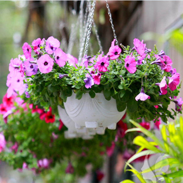 Chậu cây cảnh treo lãng mạn nơi mái hiên. Chậu cây cảnh treo lãng mạn nơi mái hiên.