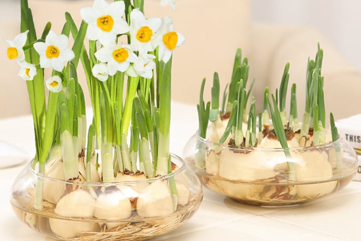 Chậu cảnh thủy tiên vàng thu hút tài lộc và may mắn Chậu cảnh thủy tiên vàng thu hút tài lộc và may mắn