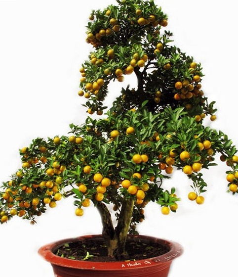 Chậu cảnh trồng cây quất tạo nhiều dáng đẹp Chậu cảnh trồng cây quất tạo nhiều dáng đẹp